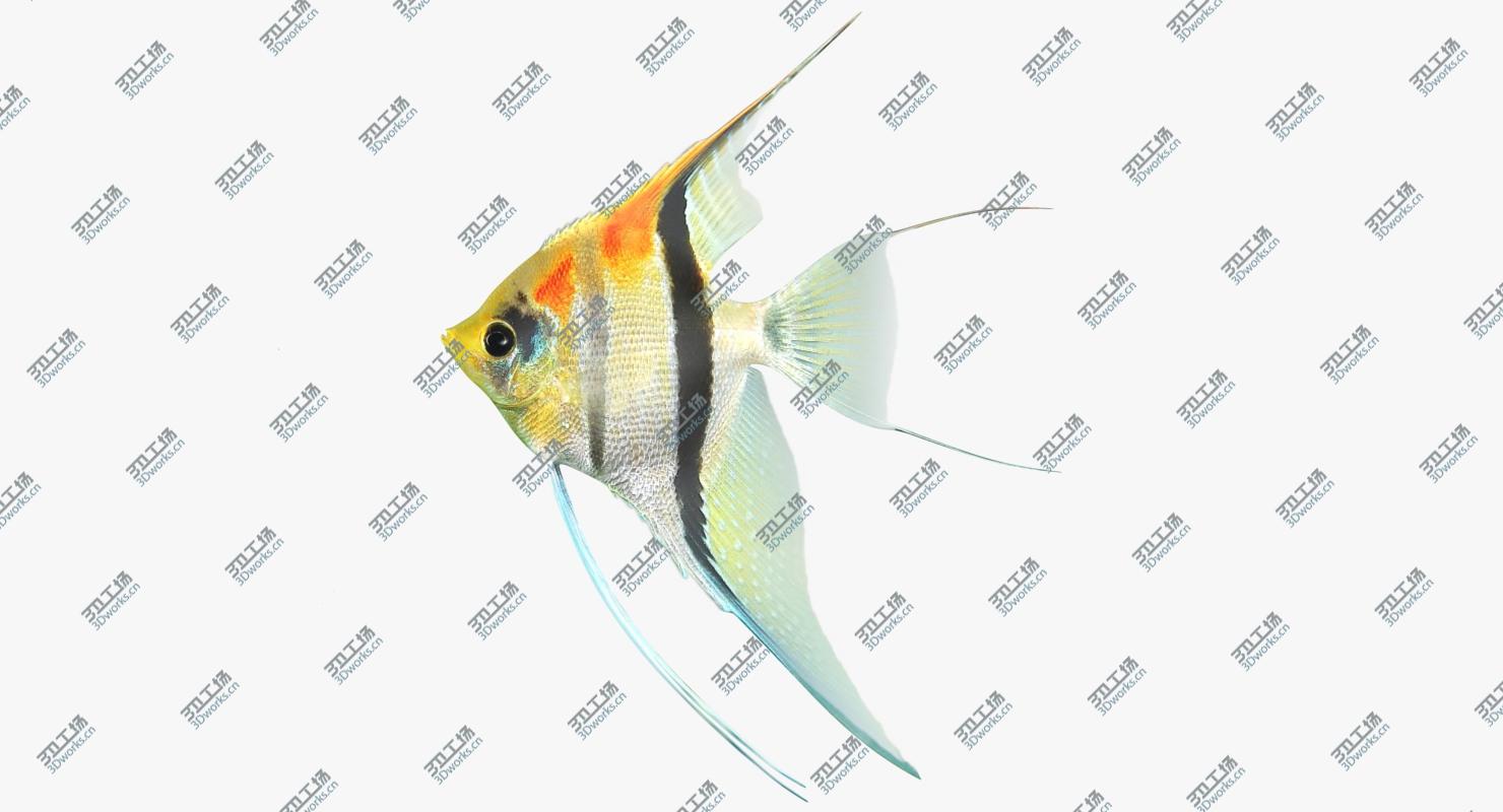 images/goods_img/2021040233/3D Fish Collection/2.jpg
